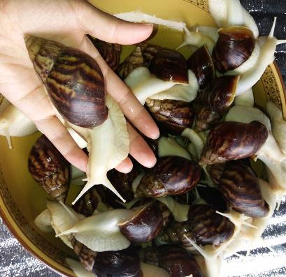 白玉蝸牛需要如何進行飼養(yǎng)？
